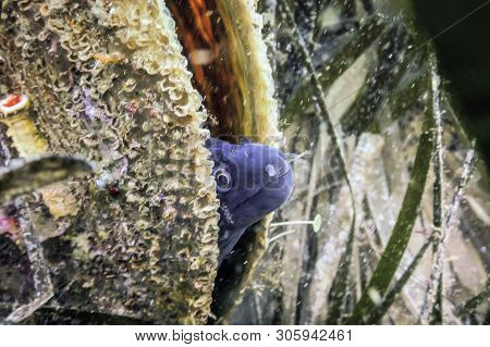 Mediterranean Moray (muraena Helena) Saint Helena Moray