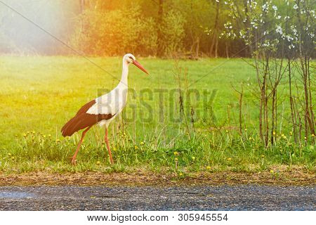 White Stork Ciconia Ciconia Walking In The Woods With Glow