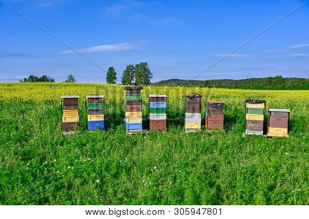 Beehives Standing In A Field With Yellow Flowers