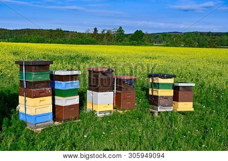 Beehives Standing In A Field With Yellow Flowers