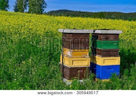 Beehives Standing In A Field With Yellow Flowers