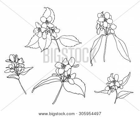 Set Of Jasmine Outline Flowers, Vector, Isolated