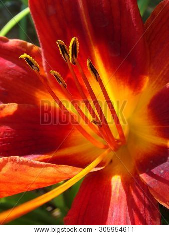 Closeup Of A Big Red Tiger Lily In The Garden Summer. Bright Red Beautiful Asiatic Macro. Red Lily B
