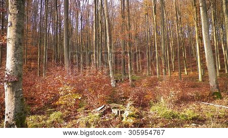 Autumnal Nature In Sunny Day. Forst Landscape, Polish Nature.
