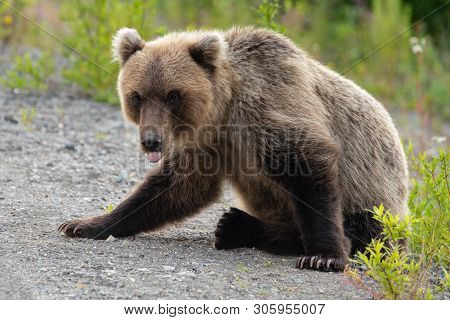 Wild Terrible Kamchatka Brown Bear (ursus Arctos Piscator) Sitting On Stones With His Tongue Stickin