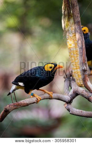 Yellow Faced Myna Eating Corn Cob At Hong Kong Park Aviary