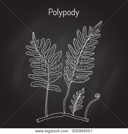 Common Polypody Polypodium Vulgare , Medicinal Plant. Hand Drawn Botanical Vector Illustration