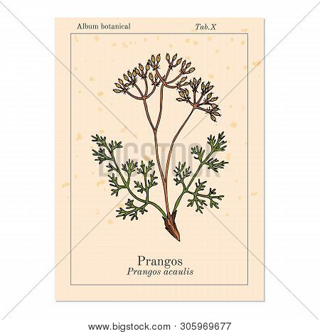 Prangos Acaulis Medicinal Plant. Hand Drawn Botanical Vector Illustration