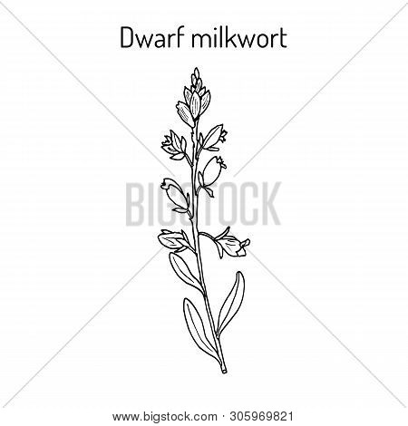 Dwarf Or Kentish Milkwort Polygala Amarella Medicinal Plant. Hand Drawn Botanical Vector Illustratio