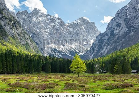 Spring In Krma Valley At The Julian Alps With Wild Flowers Blooming, Triglav National Park, Slovenia