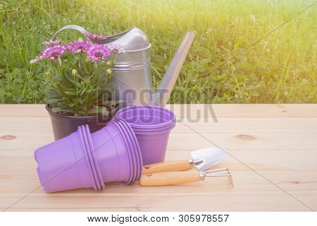 Outdoors Purple Plastic Flower Pots, Seedlings Of Osteospermum (african Daisy), Watering Can And Gar
