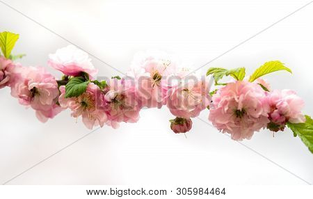 Prunus Triloba Isolated Over White