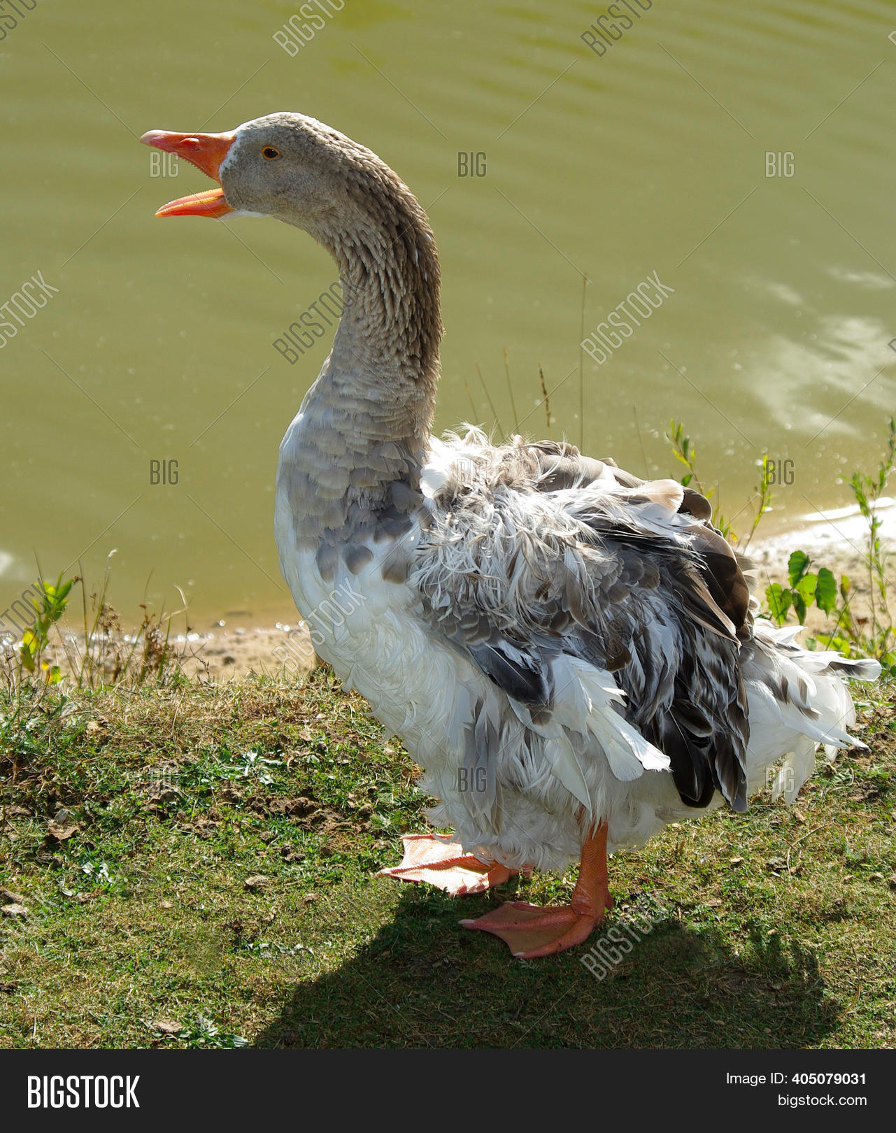 Quacking Gray Goose On Image & Photo (Free Trial) Bigstock