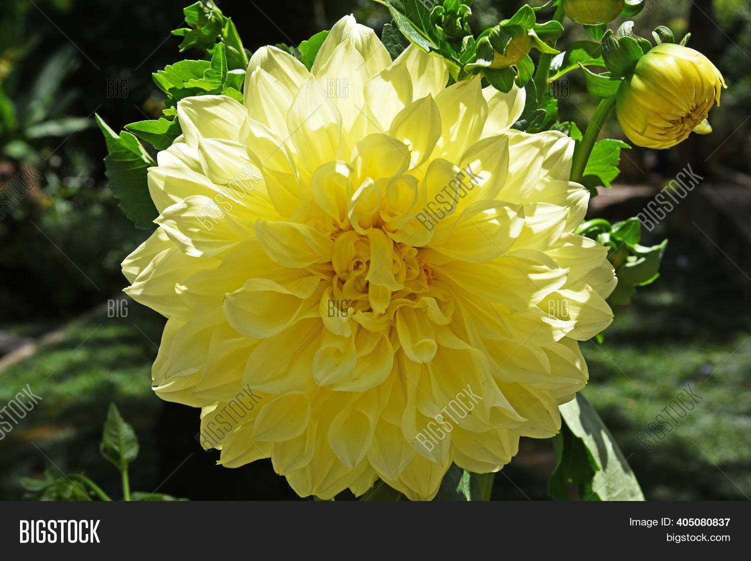 Yellow Dahlia Flower Image & Photo (Free Trial) Bigstock