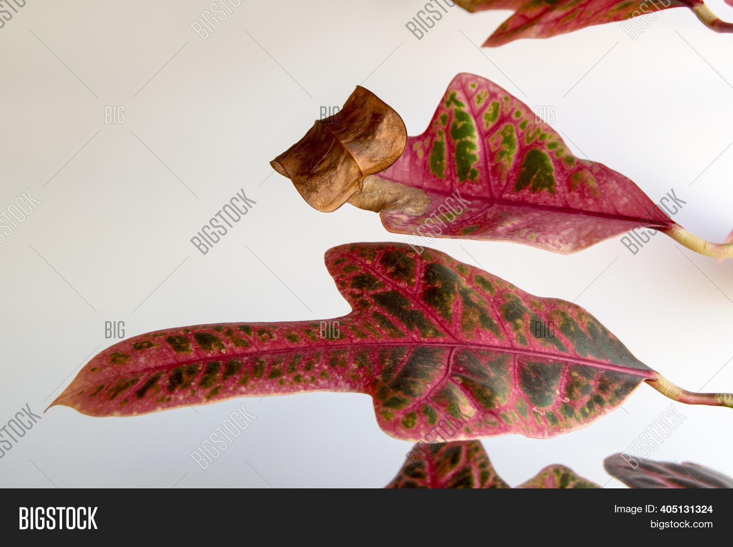 Dry Tip Croton Leaf Image & Photo (Free Trial) Bigstock