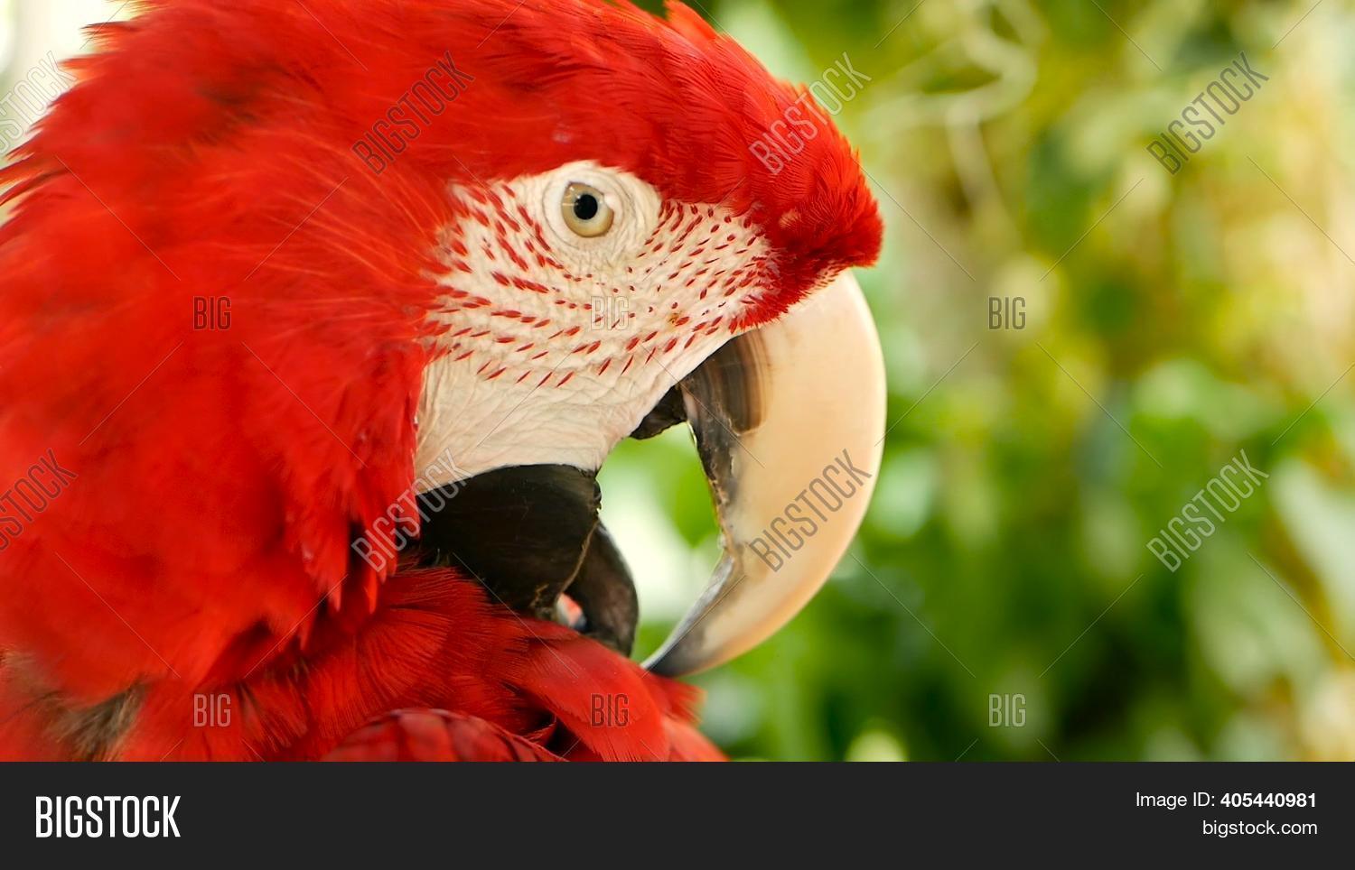 Close Red Amazon Image Photo Free Trial Bigstock