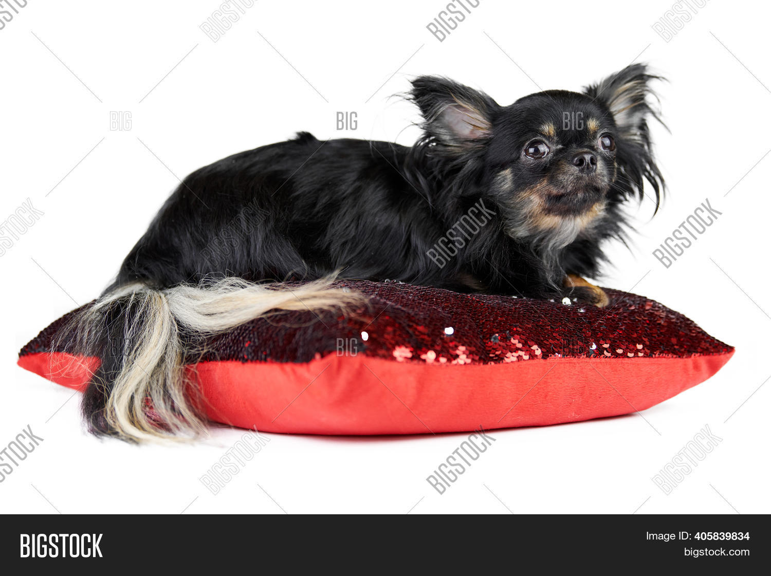 Longhaired Chihuahua Image Photo Free Trial Bigstock