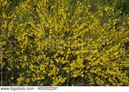 Cytisus Scoparius, Common Broom Or Scotch Broom Yellow Flowers Closeup Selective Focus.