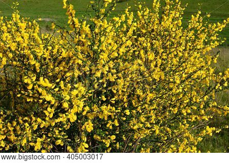 Cytisus Scoparius, Common Broom Or Scotch Broom Yellow Flowers Closeup Selective Focus.