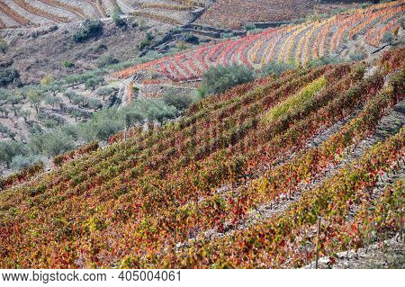 Colorful Autumn Landscape Of Oldest Wine Region In World Douro Valley In Portugal, Different Variete