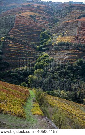 Colorful Autumn Landscape Of Oldest Wine Region In World Douro Valley In Portugal, Different Variete