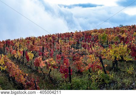 Oldest Wine Region In World Douro Valley In Portugal, Colorful Very Old Grape Vines Growing On Terra