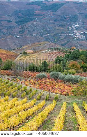 Colorful Autumn Landscape Of Oldest Wine Region In World Douro Valley In Portugal, Different Variete