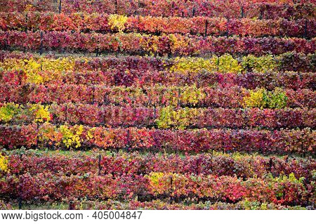 Colorful Autumn Landscape Of Oldest Wine Region In World Douro Valley In Portugal, Different Variete