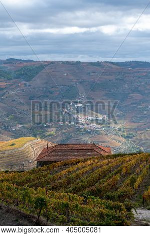 Colorful Autumn Landscape Of Oldest Wine Region In World Douro Valley In Portugal, Different Variete