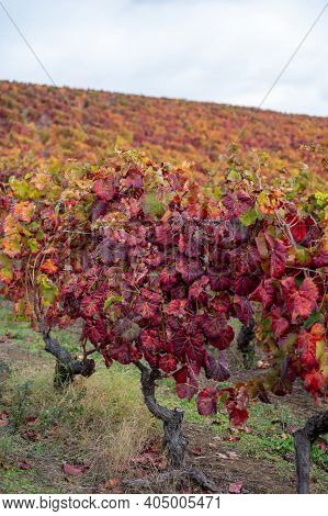 Colorful Autumn Landscape Of Oldest Wine Region In World Douro Valley In Portugal, Different Variete
