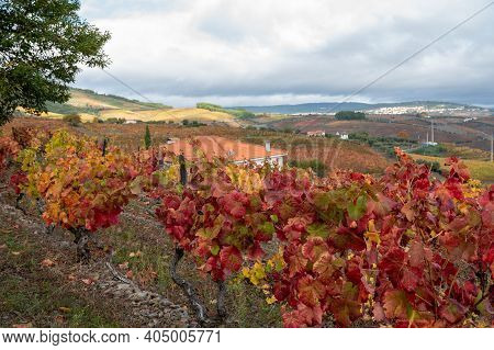 Oldest Wine Region In World Douro Valley In Portugal, Colorful Very Old Grape Vines Growing On Terra