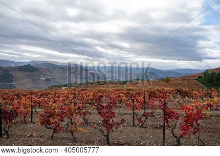 Oldest Wine Region In World Douro Valley In Portugal, Colorful Very Old Grape Vines Growing On Terra