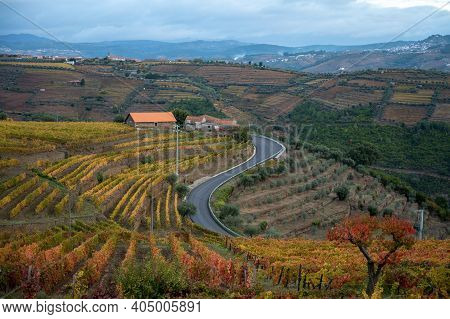 Colorful Autumn Landscape Of Oldest Wine Region In World Douro Valley In Portugal, Different Variete