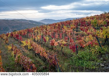 Colorful Autumn Landscape Of Oldest Wine Region In World Douro Valley In Portugal, Different Variete