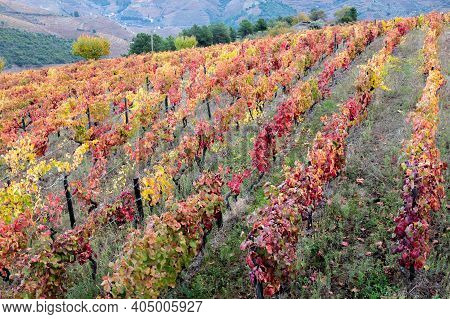 Colorful Autumn Landscape Of Oldest Wine Region In World Douro Valley In Portugal, Different Variete