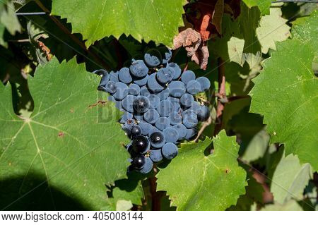 Ripe Black Or Blue Syrah Wine Grapes Using For Making Rose Or Red Wine Ready To Harvest On Vineyards