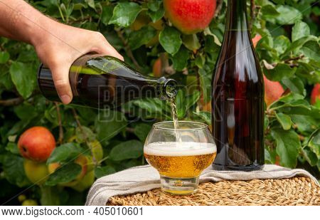 Pouring Of Brut Apple Cider From Normandy In Glass, France And Green Apple Tree With Ripe Red Fruits