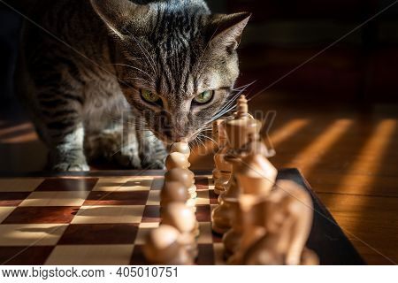 A Domestic Tabby Cat Sniffs A Pawn On A Chess Board