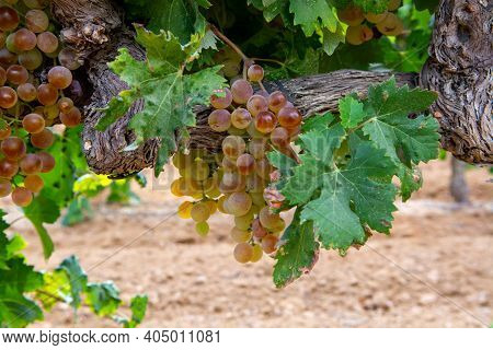 Ripe White Wine Grapes Using For Making Rose Or White Wine Ready To Harvest On Vineyards In Cotes  D
