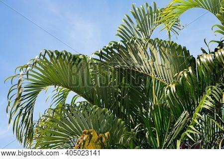 Palm Leaves Dreen Nature Tree Garden Tropic
