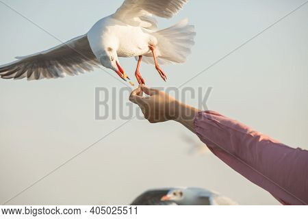 Seagulls From Siberia
Are Flying To Eat Food From Human Hands