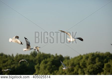 Seagulls From Siberia
Are Flying On The Sky Above The Sea