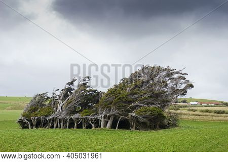 Group Of Macrocarpa Trees Bent Over In Wind In Southland Field, New Zealand