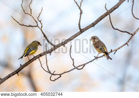 Two Green And Yellow Songbirds, European Greenfinches Sitting On A Branch In Spring. The European Gr