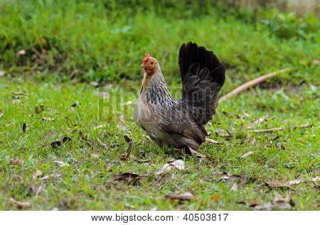 Uma galinha anã tailandesa no campo.
