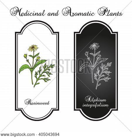 Rosinweed Silphium Integrifolium , Medicinal Plant. Hand Drawn Botanical Vector Illustration