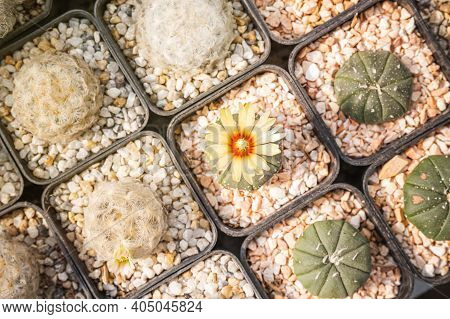 Cactus Flowers, Astrophytum Asterias With Yellow Flower Is Blooming On Pot, Succulent, Cacti, Cactac
