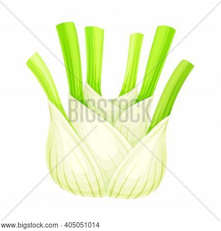 Fennel Or Finocchio Bulb With Green Leaves As Raw Crisp Vegetable Vector Illustration.
