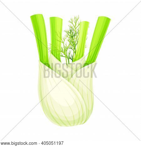Fennel Or Finocchio Bulb With Green Leaves As Raw Crisp Vegetable Vector Illustration