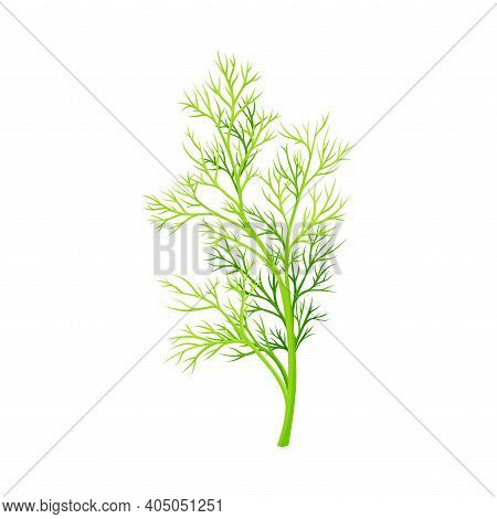 Fennel As Plant Specie With Feathery Leaves Vector Illustration
